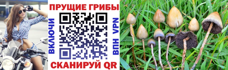продажа наркотиков  Северодвинск  Галлюциногенные грибы GOLDEN TEACHER 